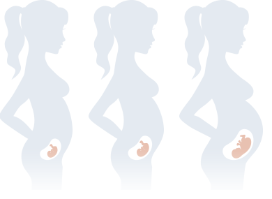 Second Trimester Development